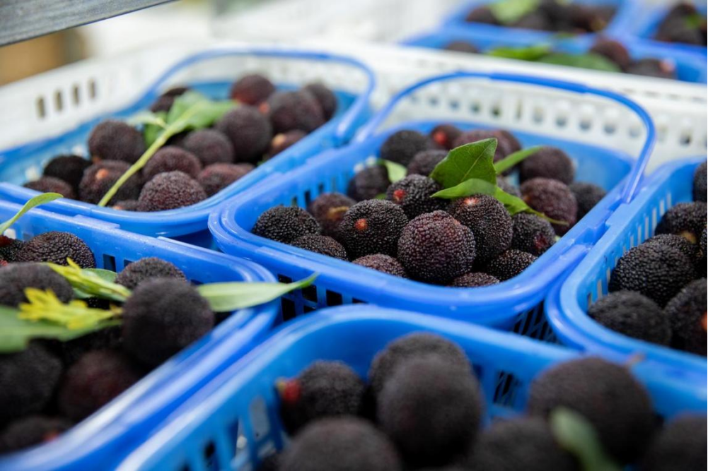 从枝头到舌尖的鲜美之旅：百果园严苛标准撬动浮宫杨梅全产业链升级