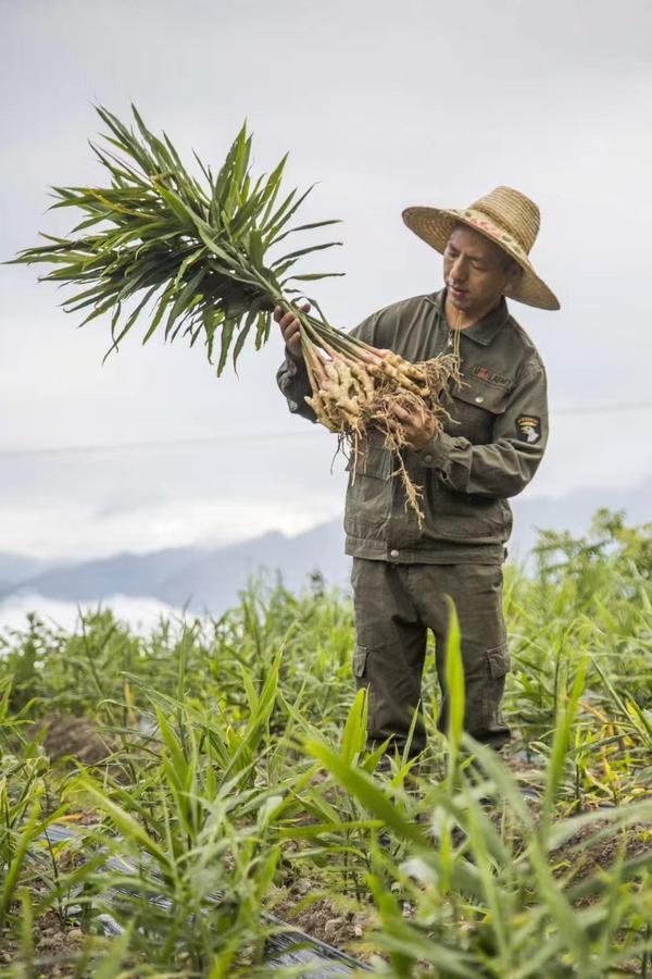 浙江景宁50岁生姜种植农户19天卖出10万单 阿里“新农人”计划6大举措带动村民致富