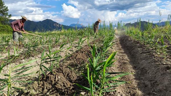 浙江景宁50岁生姜种植农户19天卖出10万单 阿里“新农人”计划6大举措带动村民致富