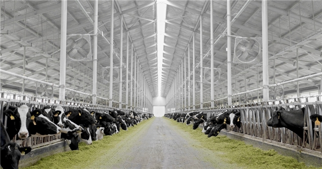 中国牛奶 世界品质——让消费者“喝上奶 喝好奶 喝对奶”