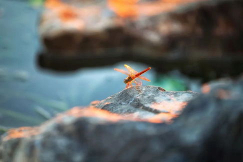 视觉中国：光影里的春夏诗篇 佳能生动摄影季获奖作品揭晓