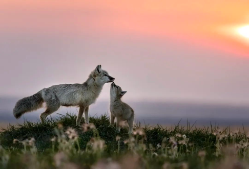 视觉中国：光影里的春夏诗篇 佳能生动摄影季获奖作品揭晓
