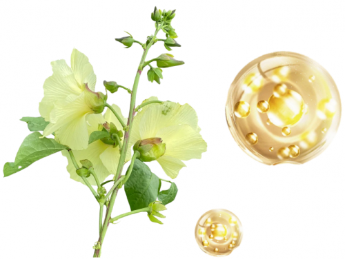 6.8亿女性健康蓝海开启，幸福部落以科技撬动私护千亿市场，全国火爆招商中