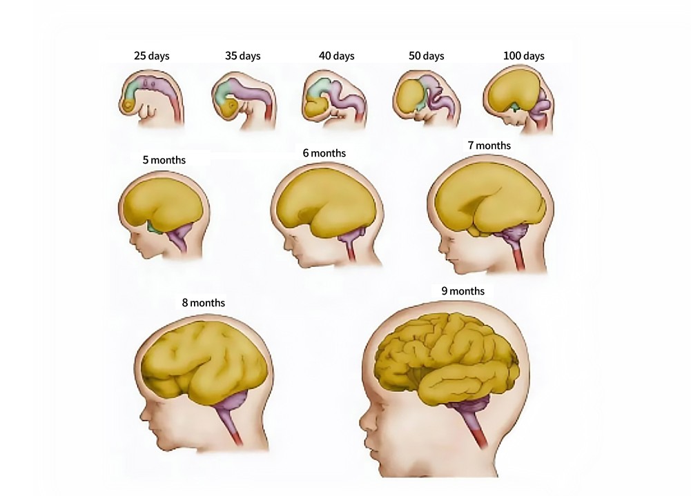 ​​拇指妈妈孕产妇配方蛋白：以精准蛋白营养，护航宝宝脑发育​