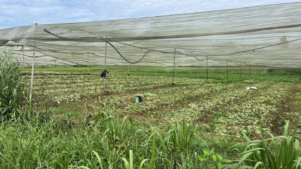 【金链资本带领投资者走进彭亨州：智能化农业与碳金融双驱动，引领可持续财富新路径】