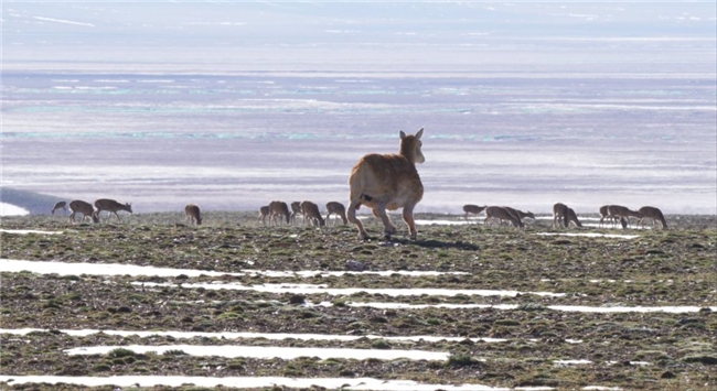 全球首次！云深处绝影X30机器狗完成可可西里生态保护极限挑战