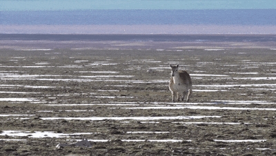 全球首次！云深处绝影X30机器狗完成可可西里生态保护极限挑战