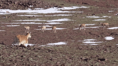 全球首次！云深处绝影X30机器狗完成可可西里生态保护极限挑战