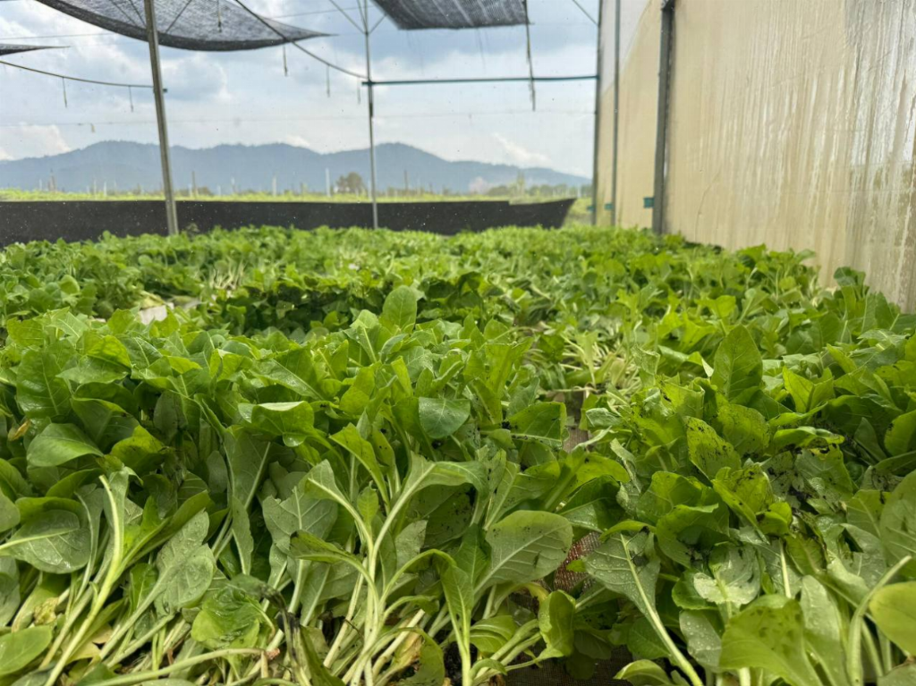 【金链资本带领投资者走进彭亨州：智能化农业与碳金融双驱动，引领可持续财富新路径】