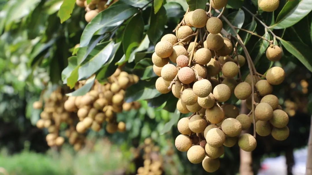 直播推广+冷链锁鲜 18万吨平南石硖龙眼陆续上市