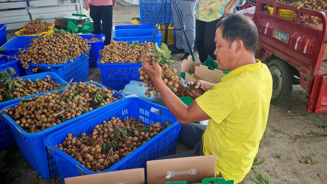 直播推广+冷链锁鲜 18万吨平南石硖龙眼陆续上市