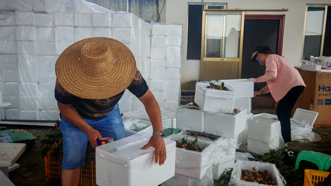 直播推广+冷链锁鲜 18万吨平南石硖龙眼陆续上市