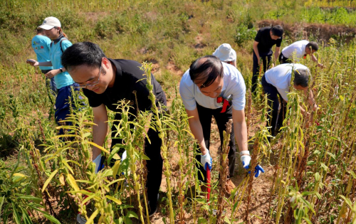 南方黑芝麻种植示范基地瑞昌揭牌：全产业链布局再升级