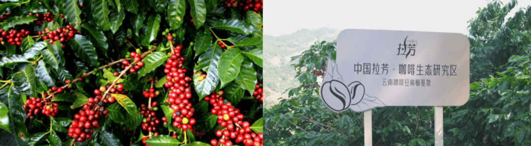 从云南咖啡到中国技术，这款洗发水表现如何？