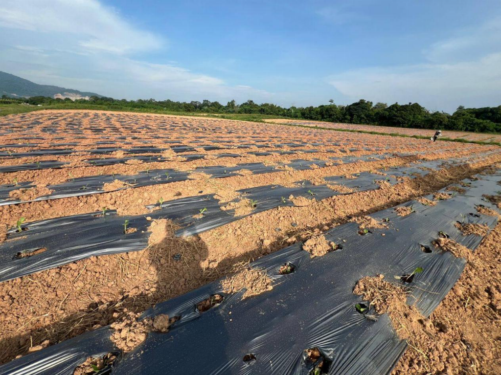森美兰种植基地考察纪实：生态价值+数字赋能，开启农业资产新范式