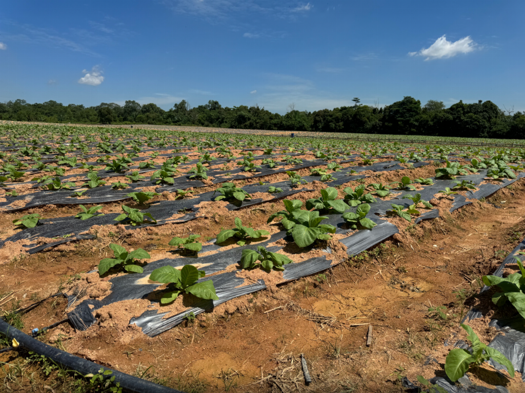 森美兰种植基地考察纪实：生态价值+数字赋能，开启农业资产新范式