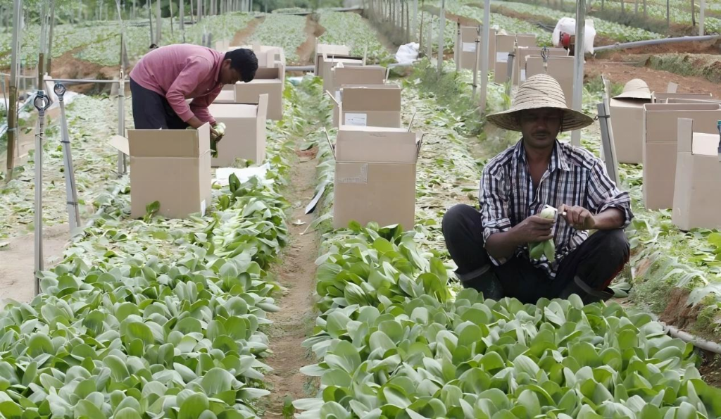 Golden Link 实地踏勘彭亨州种植园，发掘碳金融与智能农业共生潜力