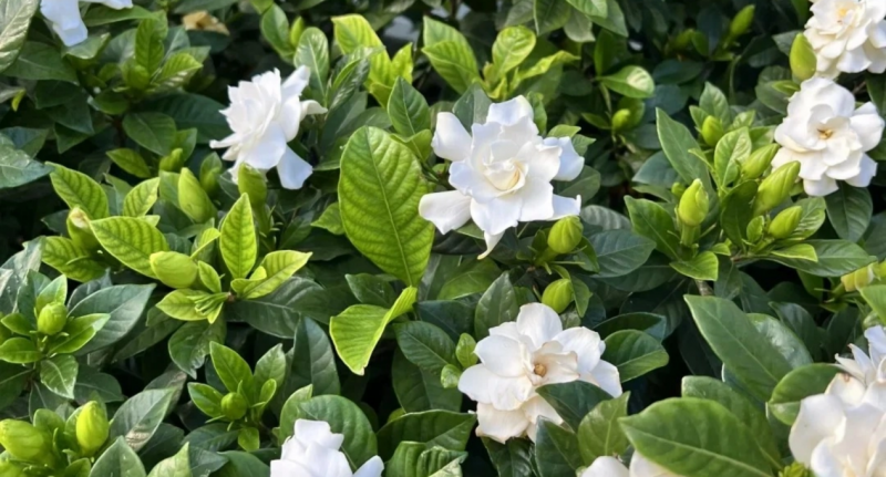 非遗+新茶饮！爷爷不泡茶探索“品牌+乡村”产业振兴新模式