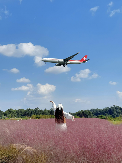 @成都人，粉黛+地肤，空港花田给你独属的秋日浪漫！