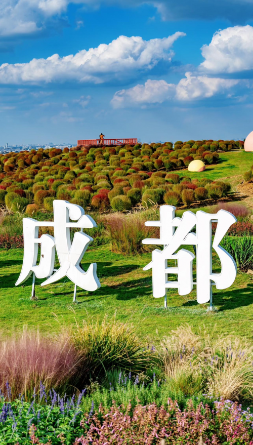 @成都人，粉黛+地肤，空港花田给你独属的秋日浪漫！