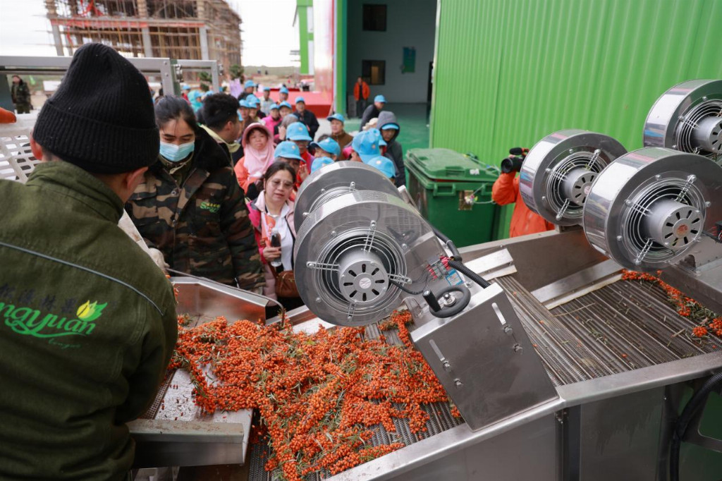 “中梦极原”就爱你“920”沙棘健康节盛大启幕——共庆中国沙棘开发40周年，喜迎2025阿勒泰大果沙棘采收