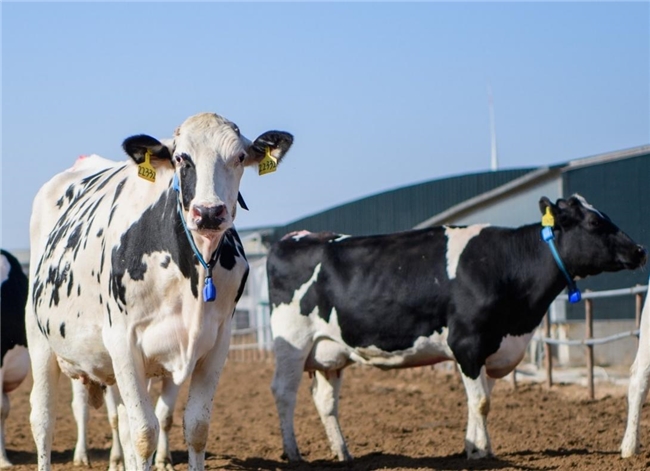 蒙牛“智”造，为何能在世界最高规格的乳业大会引发热议