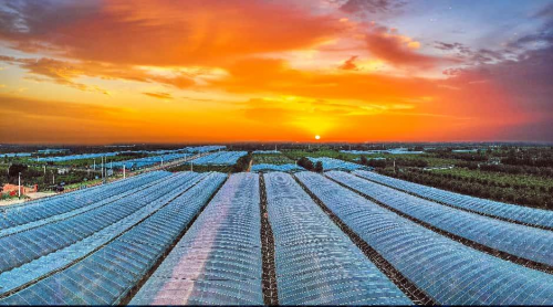 从枝头到舌尖的匠心守护 ——“一枣一世界”品质全程把控