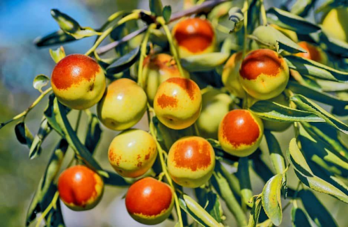 从枝头到舌尖的匠心守护 ——“一枣一世界”品质全程把控