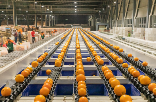 百果园献礼丰收节：科技赋能农业，绘就丰产增收新画卷