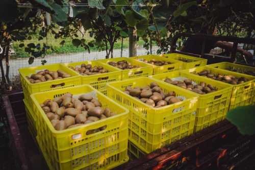 百果园献礼丰收节：科技赋能农业，绘就丰产增收新画卷