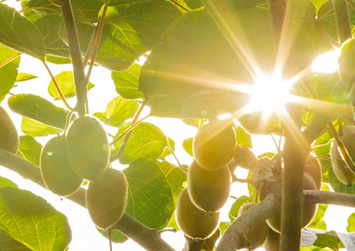 水果新势力，探索百果园优质水果品种培育之路