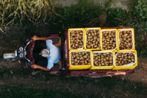 重阳敬老，甜在心头！百果园为您精选一份“孝心果单”