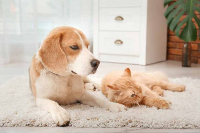 宠智灵AI赋能宠物殡葬：虚拟陪伴与数字纪念的创新实践