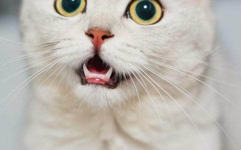 猫应该打什么疫苗？新手养猫妙三多指南