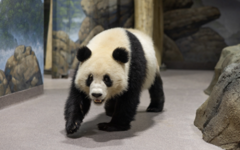 大熊猫宝力和青宝从中国抵达史密森尼国家动物园和保护生物学研究所
