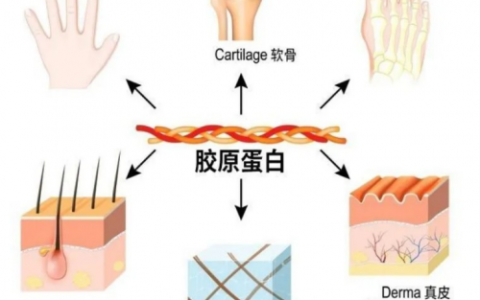 五个女博士：一起来重新认识胶原蛋白