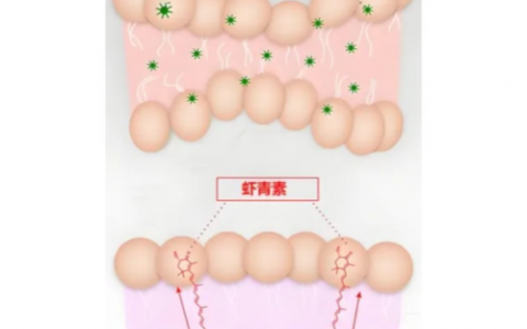 五个女博士：明星成分“虾青素”你了解多少呢？