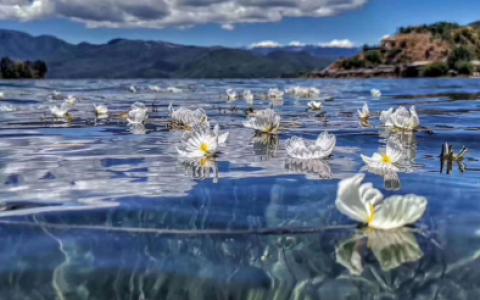 泸沽湖季节限定海菜花开了！一起喝好酒梅见青梅酒